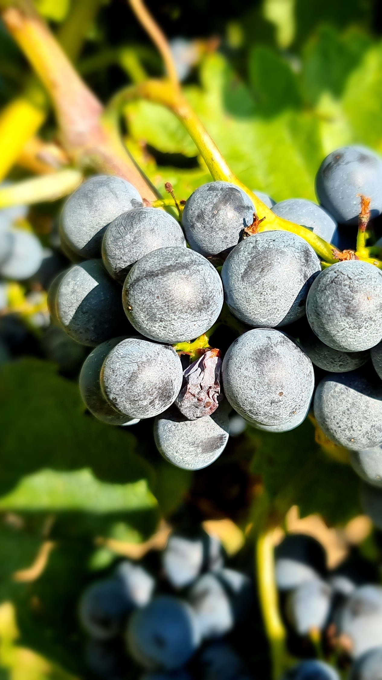 Wein Trauben
